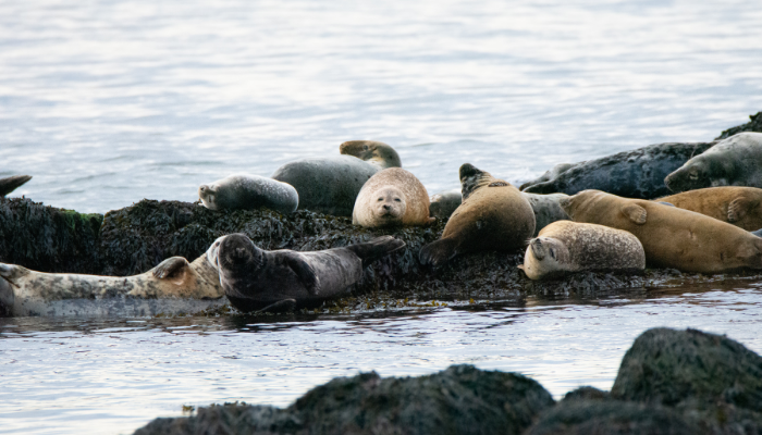 Seals 6