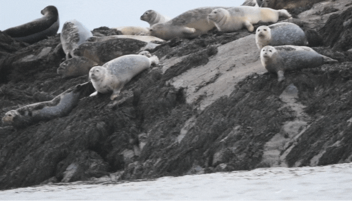 Sea Dogs Announce First of Its Kind 'Splash Zone' - Saint John Sea